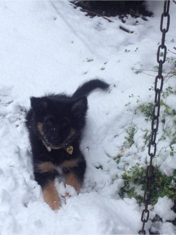  hannah nala 27.12.2014