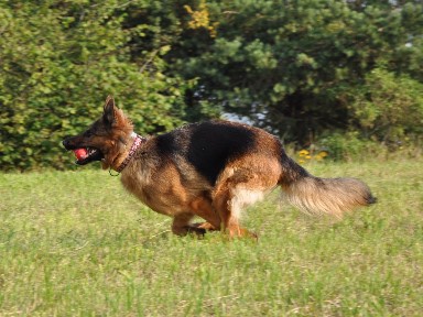 akira 27.07.2012 - 13