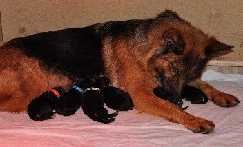 akira + babys 21.09.2011 - 15