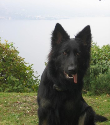 altdeuscher sch�ferhund asari 09.11.2010 34381