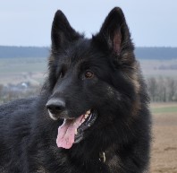 altdeutsche schferhund asko 26.03.2011 k