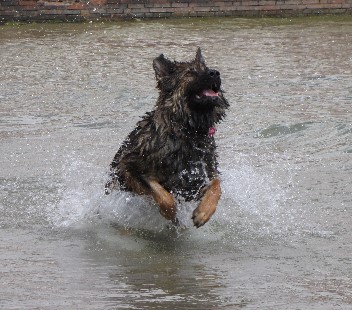 altdeutsche sch�ferhunde- 32 jazzy 22.06.2010