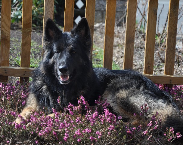 altdeutscher schferhund deckrde asko04