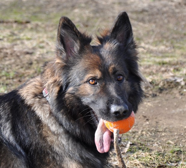 altdeutscher schferhund jazzy 08.02.2011 - 22