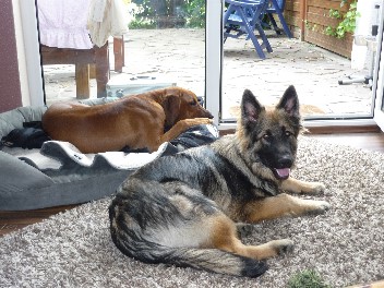 amino  altdeutscher sch�ferhund 22.01.2011