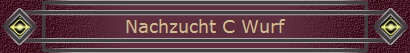 Nachzucht C Wurf