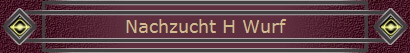 Nachzucht H Wurf
