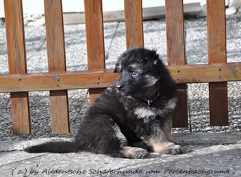 10.02.2014lila - 59