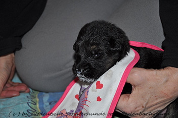 16.01.2014 brei  - 10