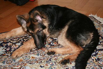Chandro-Astor Febr.2012 007