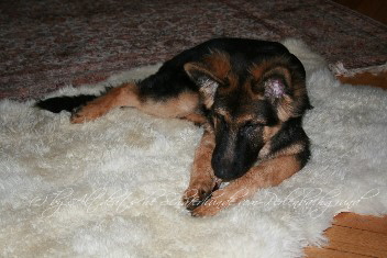 Chandro-Astor Febr.2012 016
