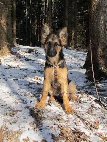IMG_1152 chayna 13.02.2012