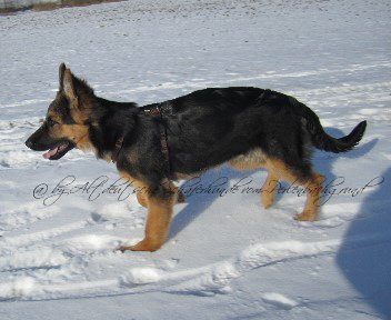 IMG_1186 chayna 13.02.2012