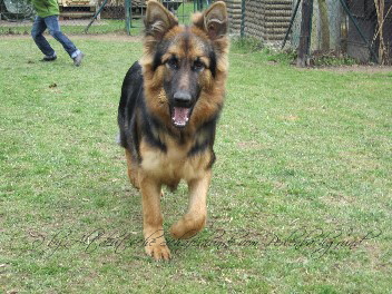 IMG_13391chayna 10.04.2012