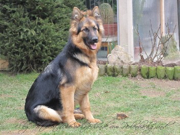IMG_13431chayna 10.04.2012