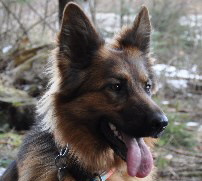 altdeutscher schferhund akira+