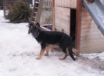 champ winter 2012 0091