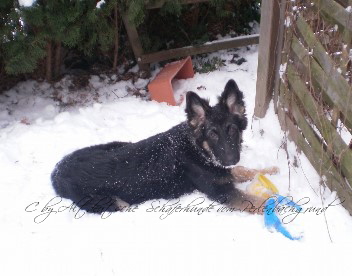 champ winter 2012 0231