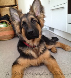 chicco 21.02.201202