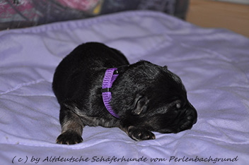 h�ndin halsband lila 1 woche alt 06.01.2014 - 35