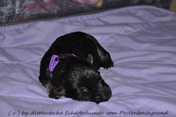h�ndin halsband lila 1 woche alt 06.01.2014 - 39