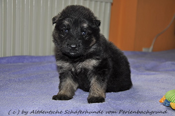 h�ndin halsband lila 4 wochen alt 27.01.2014 - 46