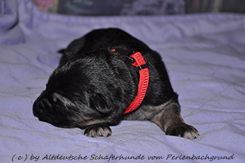 h�ndin halsband rot 1 woche alt 06.01.2014  - 6