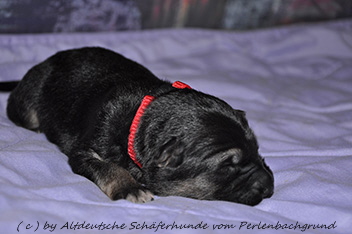 h�ndin halsband rot 1 woche alt 06.01.2014  - 8