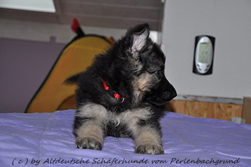 h�ndin halsband rot 7 wochen alt 16.02.2014  - 15