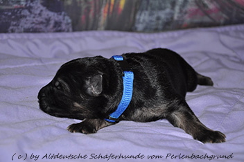 r�de halsband dunkelblau 1 woche alt 06.01.2014 - 4
