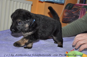 r�de halsband dunkelblau 4 wochen alt 27.01.2014 - 1