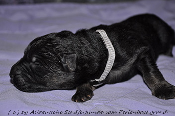 r�de halsband grau 1 woche alt 06.01.2014- 51