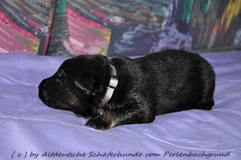 r�de halsband grau 2 wochen alt 13.01.2014  - 63