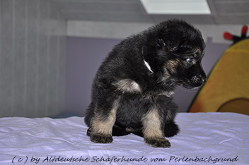 r�de halsband grau 5 wochen alt 03.02.2014 - 46