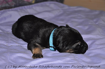 r�de halsband hellblau 1 woche alt 06.01.2014 - 27