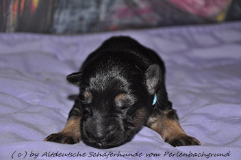 r�de halsband hellblau 1 woche alt 06.01.2014 - 28