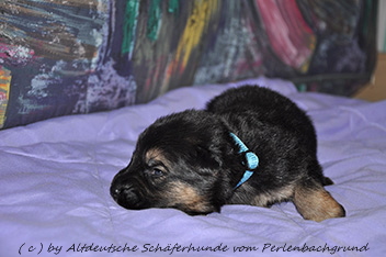 r�de halsband hellblau 2 wochen alt 13.01.2014 - 43