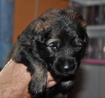 bajana 01.05.2011.2011 - 902