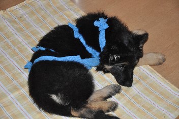 barani 24.06.2011- 1