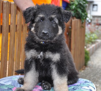 blaues halsband 7 wochen alt 04.08.2012 - 20