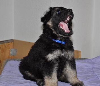 blaues halsband sechs wochen alt 28.07.2012  - 38