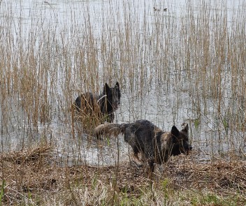 bodden asko jazzy mai 2012 - 17