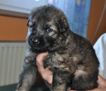 bonita 09.05.2011 drei wochen alt - 23