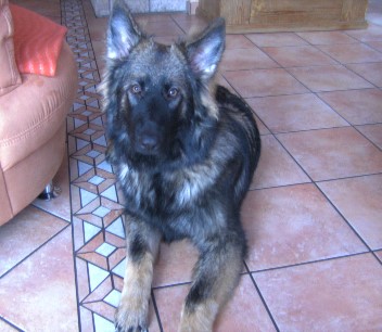 bonita 11.2011011