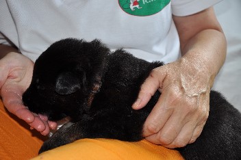braun 05.07.2012 - 13
