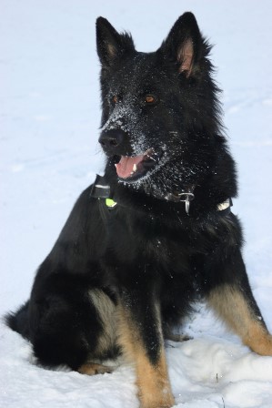 brix- balu 1 februar 2013