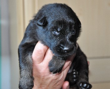 brix-balu 01.05.2011 - 3