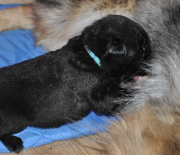 brix-balu 04.05.2011- 10