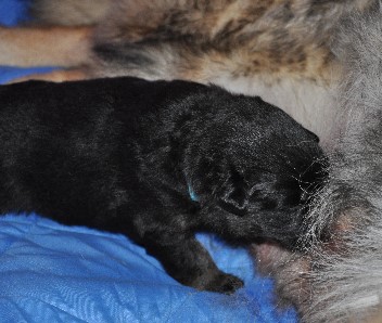 brix-balu 04.05.2011 - 7