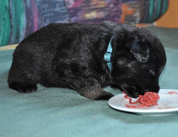 brix-balu 08.05.2011 - 28